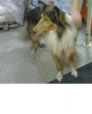Owczarek Collie ZaginioneKoty.pl