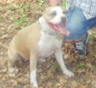 amstaff ZaginioneKoty.pl
