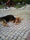 Maks i Bufflo