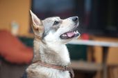w typie husky ZaginioneKoty.pl