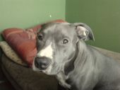amstaff ZaginioneKoty.pl