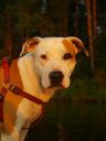 amstaff ZaginioneKoty.pl