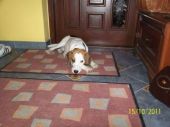 beagle ZaginioneKoty.pl
