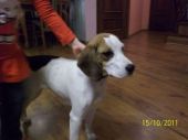beagle ZaginioneKoty.pl