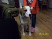 beagle ZaginioneKoty.pl