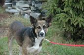 Dingo