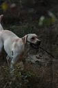 labrador ZaginioneKoty.pl