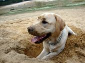 labrador ZaginioneKoty.pl