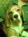 beagle ZaginioneKoty.pl