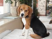 beagle ZaginioneKoty.pl