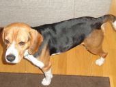 beagle ZaginioneKoty.pl