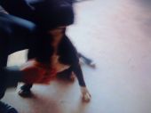 amstaff ZaginioneKoty.pl