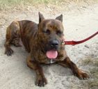 amstaff ZaginioneKoty.pl