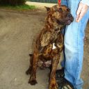 amstaff ZaginioneKoty.pl