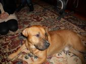 mieszaniec amstaff ZaginioneKoty.pl