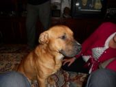 mieszaniec amstaff ZaginioneKoty.pl