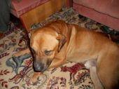 mieszaniec amstaff ZaginioneKoty.pl