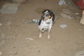 mieszaniec beagle ZaginioneKoty.pl