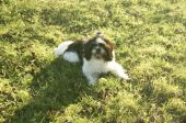 shih tzu ZaginioneKoty.pl