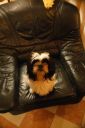 shih tzu ZaginioneKoty.pl