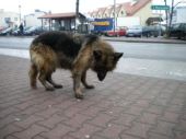 owczarek niemiecki długowłosy ZaginioneKoty.pl