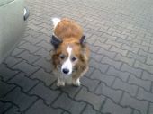 Lisek