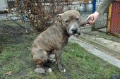 amstaff ZaginioneKoty.pl