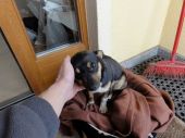 kundelek ZaginioneKoty.pl