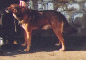 Kuba