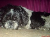 shih tzu ZaginioneKoty.pl