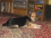 mieszaniec beagle ZaginioneKoty.pl