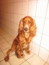 spaniel ZaginioneKoty.pl