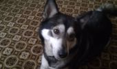 husky ZaginioneKoty.pl