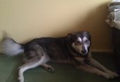 husky ZaginioneKoty.pl