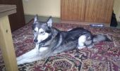 husky ZaginioneKoty.pl