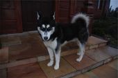 husky ZaginioneKoty.pl