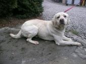 labrador ZaginioneKoty.pl