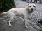labrador ZaginioneKoty.pl