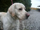 labrador ZaginioneKoty.pl