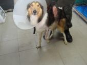 PIES OWCZAREK SZKOCKI COLLIE
