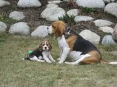 beagle ZaginioneKoty.pl