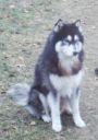 husky ZaginioneKoty.pl