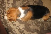 beagle ZaginioneKoty.pl