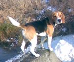 beagle tricolor ZaginioneKoty.pl