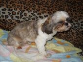 shih tzu ZaginioneKoty.pl