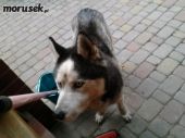 husky ZaginioneKoty.pl