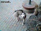 husky ZaginioneKoty.pl