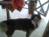 husky ZaginioneKoty.pl