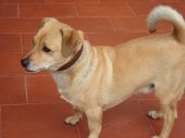 Borys