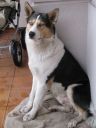 mieszaniec husky ZaginioneKoty.pl